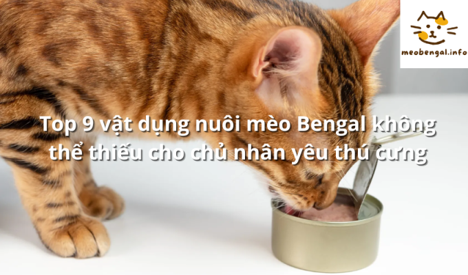 Read more about the article Top 9 vật dụng nuôi mèo Bengal không thể thiếu cho chủ nhân yêu thú cưng